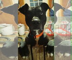 Small #1 Mutt