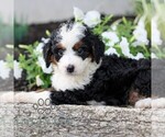 Small #4 Bernedoodle (Miniature)