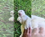 Puppy Puppy 5 Labrador Retriever