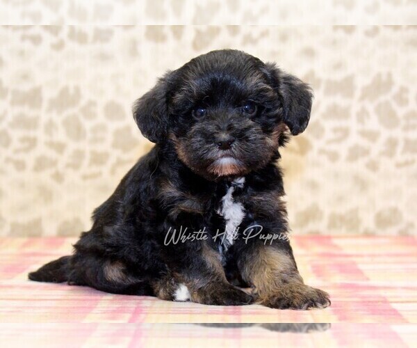 Medium Photo #1 Schnoodle (Miniature) Puppy For Sale in DENVER, PA, USA