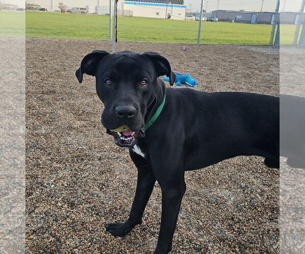 Medium Photo #3 Labrador Retriever-Unknown Mix Puppy For Sale in Fargo, ND, USA
