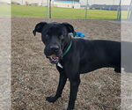 Small #2 Labrador Retriever Mix