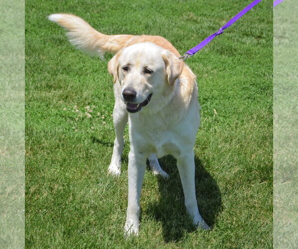 Medium Photo #3 Great Pyrenees-Unknown Mix Puppy For Sale in Huntley, IL, USA