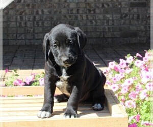 Dalmatian-English Cream Golden Retriever Mix Puppy for sale in FREDERICKSBURG, OH, USA