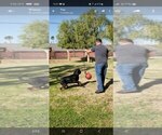 Small Photo #8 Rottweiler Puppy For Sale in JURUPA VALLEY, CA, USA