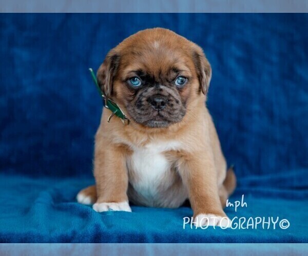 Medium Photo #4 Jug Puppy For Sale in LIBERTY, KY, USA