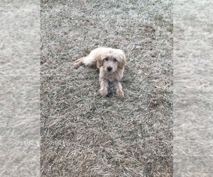 Goldendoodle Puppy for sale in MERIDIANVILLE, AL, USA