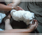 Small Photo #10 Coton de Tulear Puppy For Sale in COLUMBIA, MO, USA