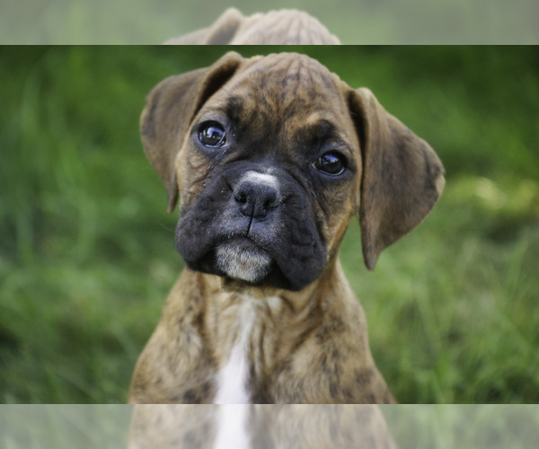 Medium Photo #4 Boxer Puppy For Sale in SHIPSHEWANA, IN, USA