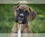 Small #3 Boxer