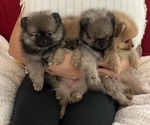 Small Pomeranian