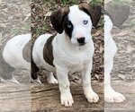 Small Photo #7 Basset Hound-Retriever  Mix Puppy For Sale in Rockaway, NJ, USA