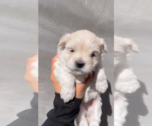 Medium Maltipoo