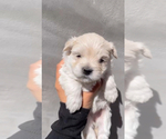 Small Maltipoo
