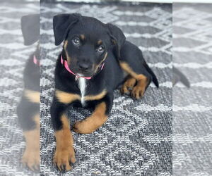 Labrottie Dogs for adoption in Dana Point, CA, USA