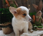 Small Photo #5 Pembroke Welsh Corgi Puppy For Sale in HONEY BROOK, PA, USA