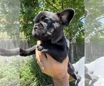 Small #2 French Bulldog