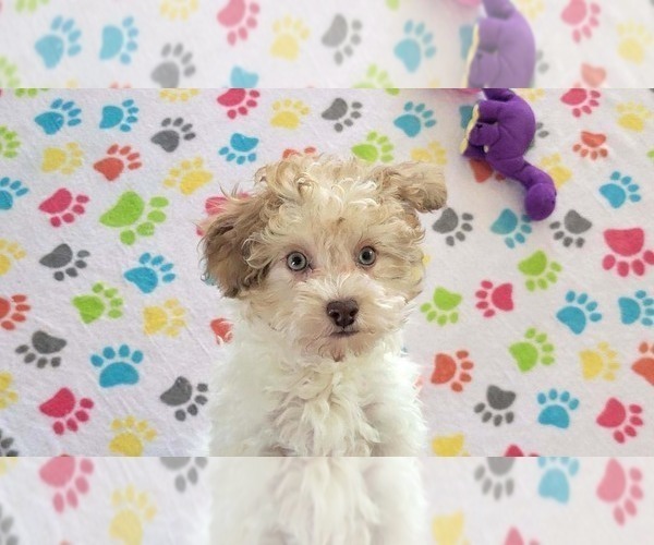 Medium Photo #12 Poovanese Puppy For Sale in ORO VALLEY, AZ, USA