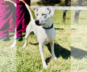 American Pit Bull Terrier-Unknown Mix Dogs for adoption in Manahawkin, NJ, USA