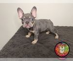 Puppy 2 French Bulldog