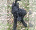Small Photo #3 Goldendoodle Puppy For Sale in OVIEDO, FL, USA
