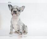 Puppy Oreo French Bulldog