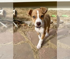 Australian Shepherd-Unknown Mix Dogs for adoption in Denver , CO, USA