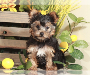 Yorkshire Terrier Puppy for sale in MOUNT VERNON, OH, USA