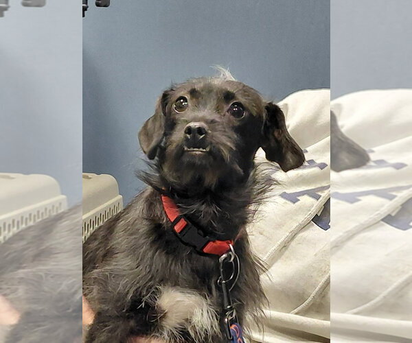 Medium Photo #5 Mutt Puppy For Sale in South Bend, IN, USA