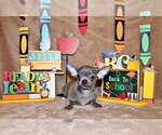 Small Photo #56 Chihuahua Puppy For Sale in CHARLESTON, AR, USA