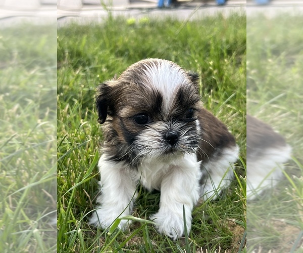 Medium Photo #8 Shih Tzu Puppy For Sale in BEAVER, UT, USA
