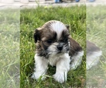 Small Photo #8 Shih Tzu Puppy For Sale in BEAVER, UT, USA