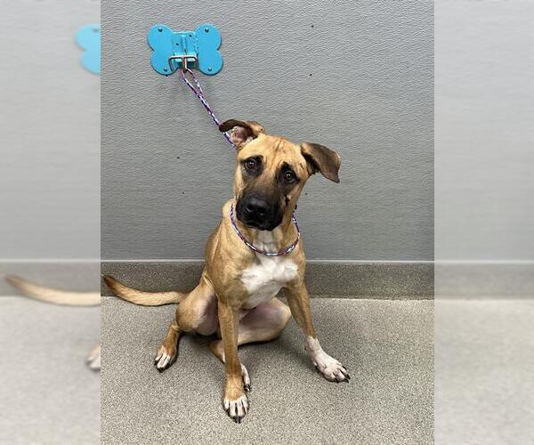 Medium Photo #1 Mastiff-Unknown Mix Puppy For Sale in Las Vegas, NV, USA