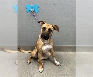 Mastiff-Unknown Mix Dogs for adoption in Las Vegas, NV, USA