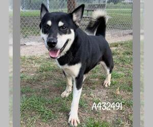 MAX - Male Gerberian Shepsky Dog for Adoption - Photo #2