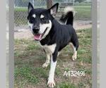 Small Photo #2 Gerberian Shepsky Puppy For Sale in Conroe, TX, USA