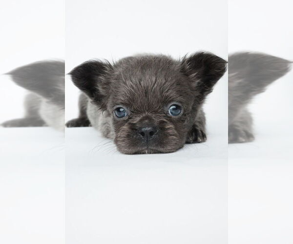 Medium Photo #1 French Bulldog Puppy For Sale in NEW ORLEANS, LA, USA