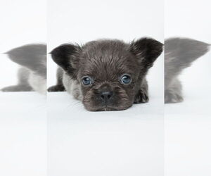 French Bulldog Puppy for Sale in NEW ORLEANS, Louisiana USA