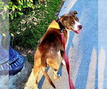 Small American Staffordshire Terrier
