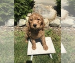 Small Photo #4 Goldendoodle Puppy For Sale in GOSHEN, IN, USA