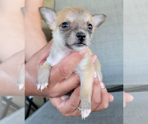 Rat-Cha Dogs for adoption in Corona, CA, USA