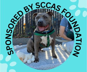 Staffordshire Bull Terrier-Unknown Mix Dogs for adoption in Santa Cruz, CA, USA