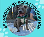 Small Staffordshire Bull Terrier Mix