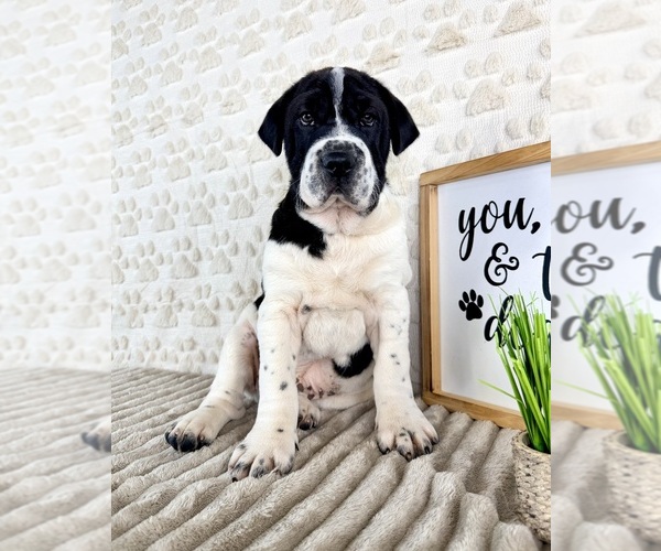 Medium Photo #4 Cocker-Pei Puppy For Sale in GREENFIELD, IN, USA