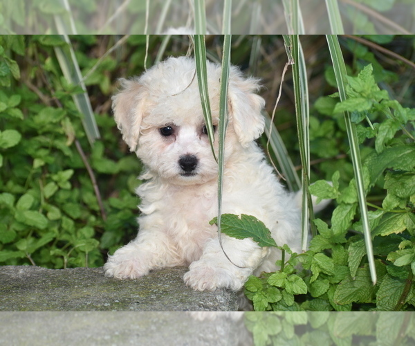 Medium Photo #3 Bichpoo Puppy For Sale in ELDORADO, OH, USA