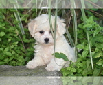 Small #2 Bichpoo