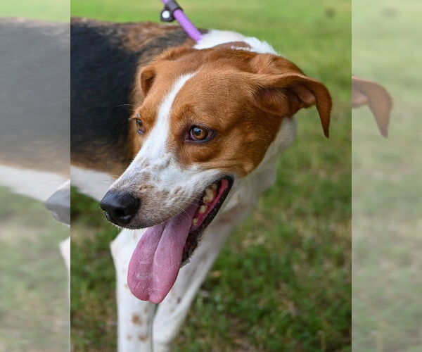 Medium Photo #3 Mutt Puppy For Sale in Glen Allen, VA, USA