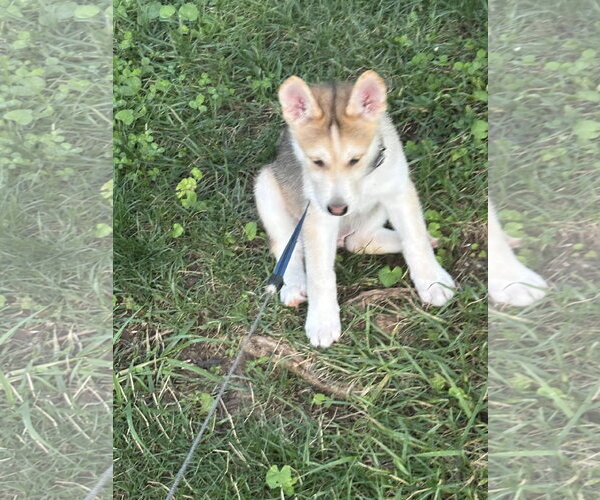 Medium Photo #2 Siberian Husky-pomeranian spitz Mix Puppy For Sale in Holly Springs, NC, USA