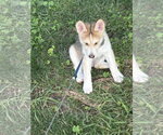 Small Photo #2 Siberian Husky-pomeranian spitz Mix Puppy For Sale in Holly Springs, NC, USA