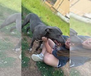 Lily - Female American Bulldog Dog for Adoption - Photo #8